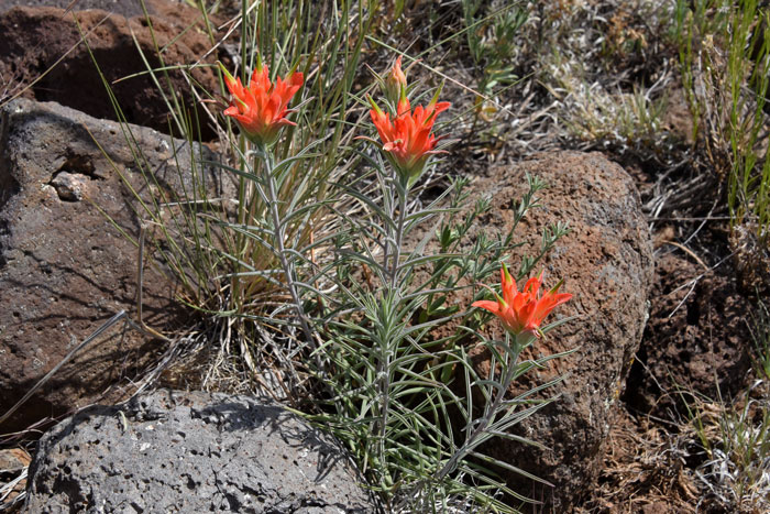 Wholeleaf Indian Paintbrush is an attractive perennial with narrowly lanceolate green leaves. It has been used for a variety of purposes by South American indigenous peoples. Castilleja integra